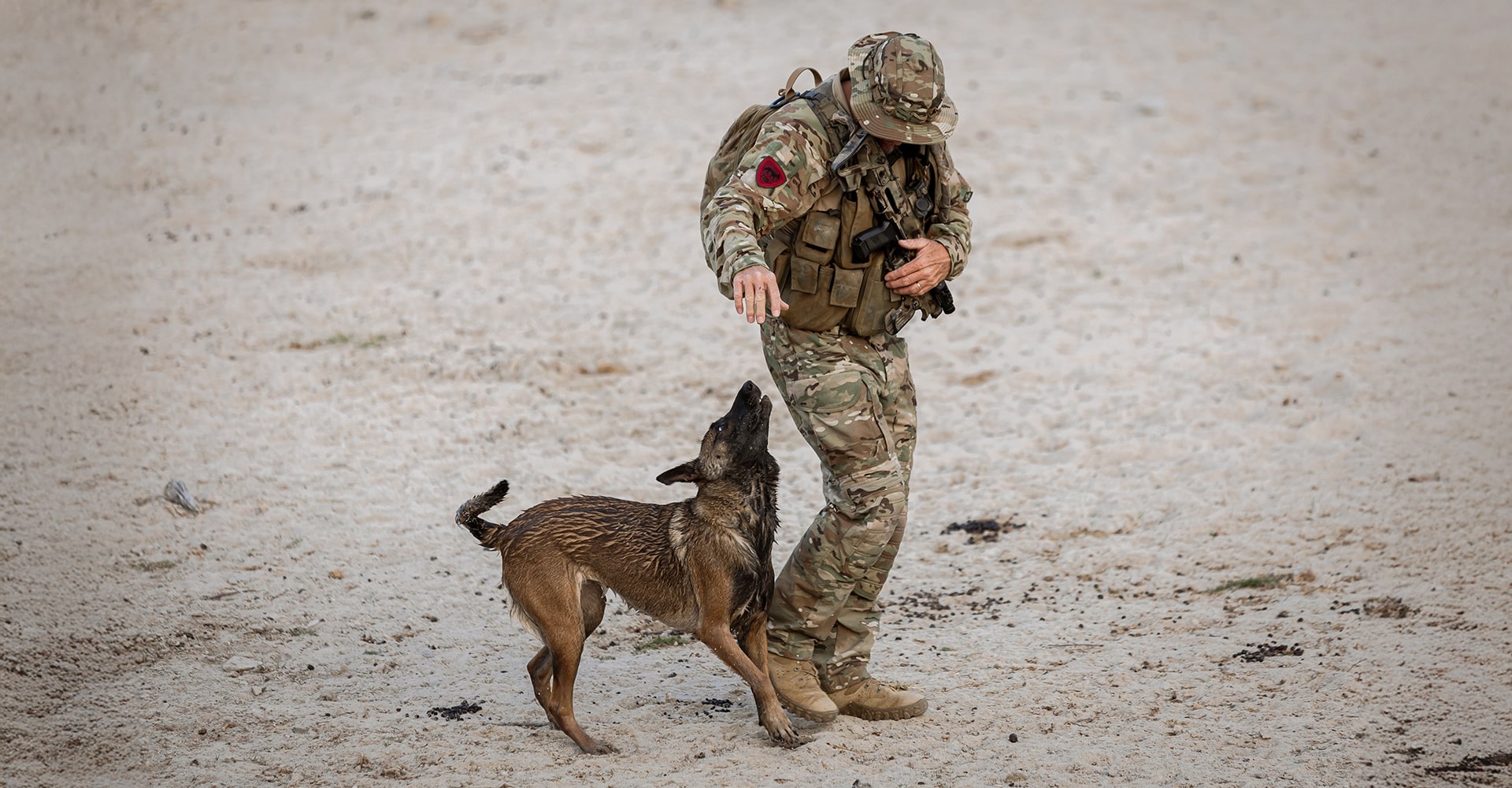 A K9 dog playfully jumping around with its handler by its side.