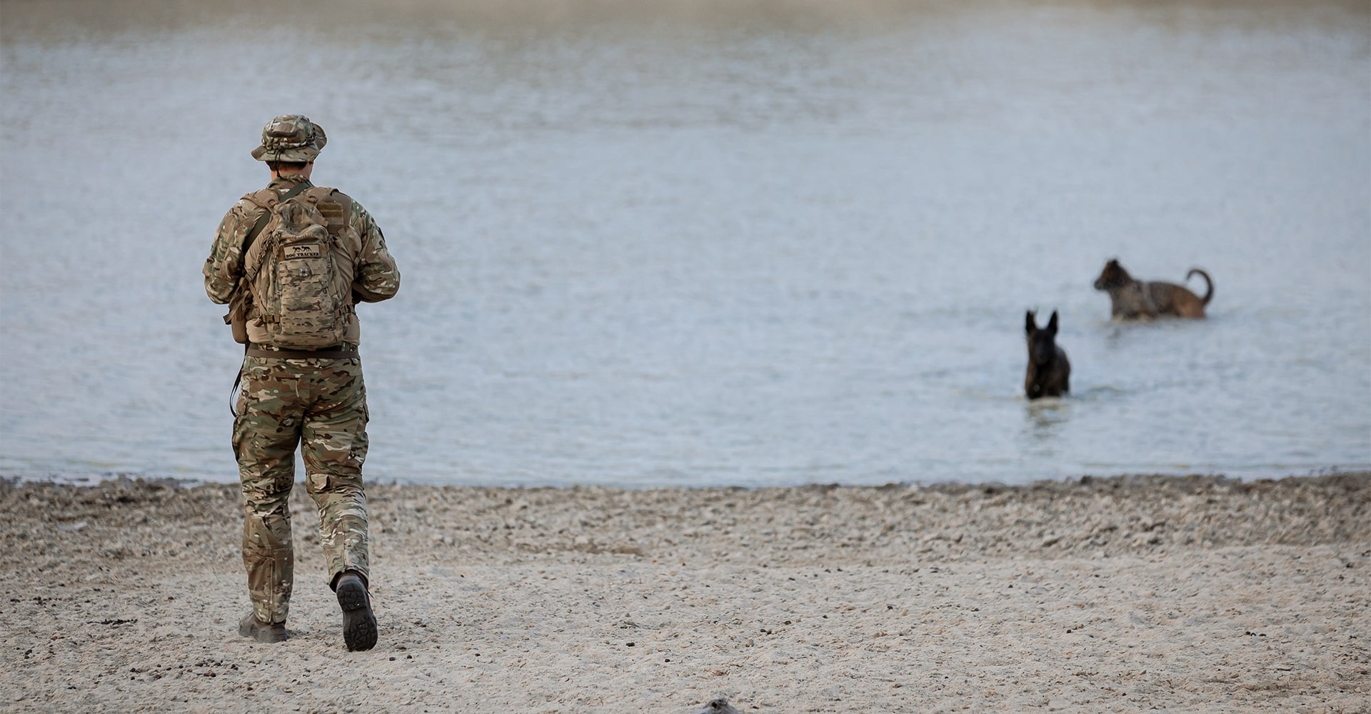 Two K9 dogs swimming in a lake during a mission break, with their handler observing from the shore.