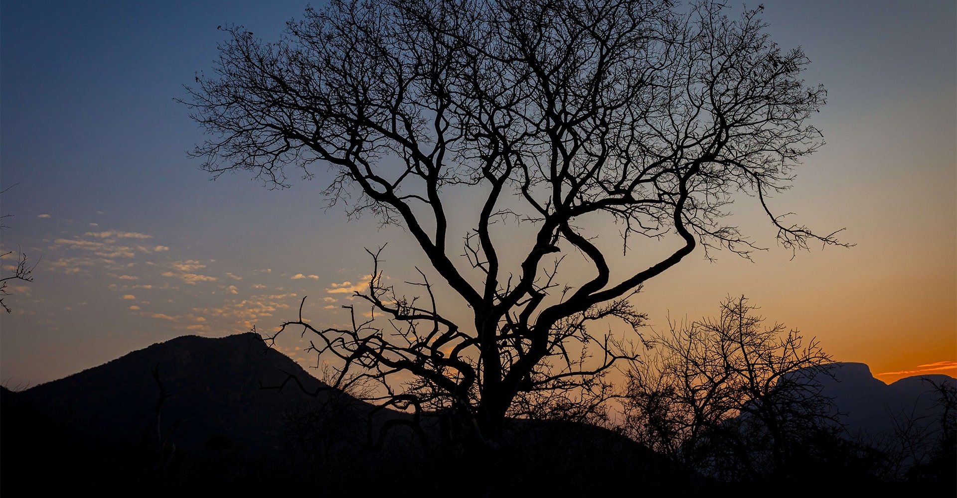 Silhouette of a tree against the backdrop of an African sunset.