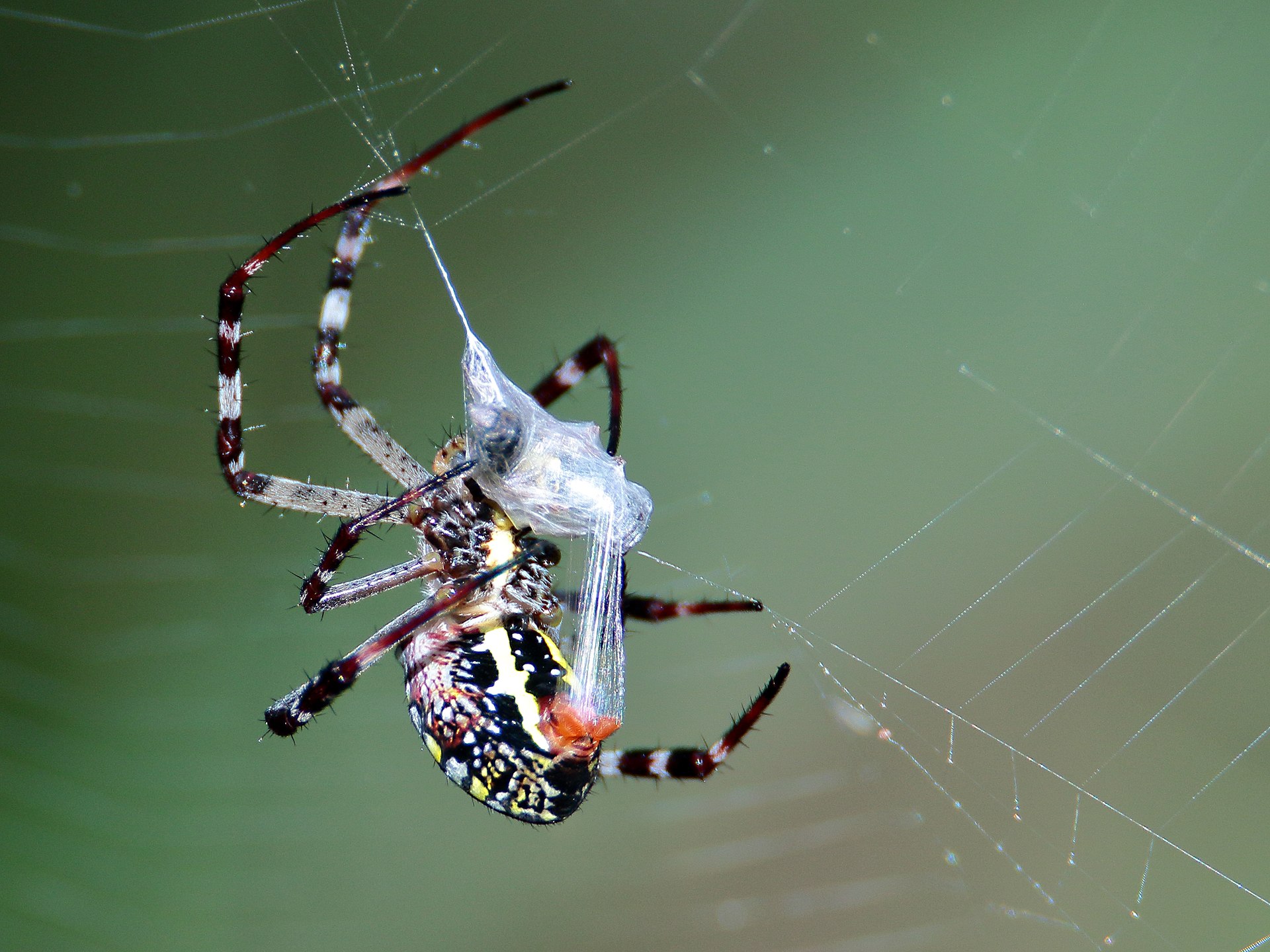 Spider silk fabrics could be an interesting future of highly abrasion resistant fabrics.
