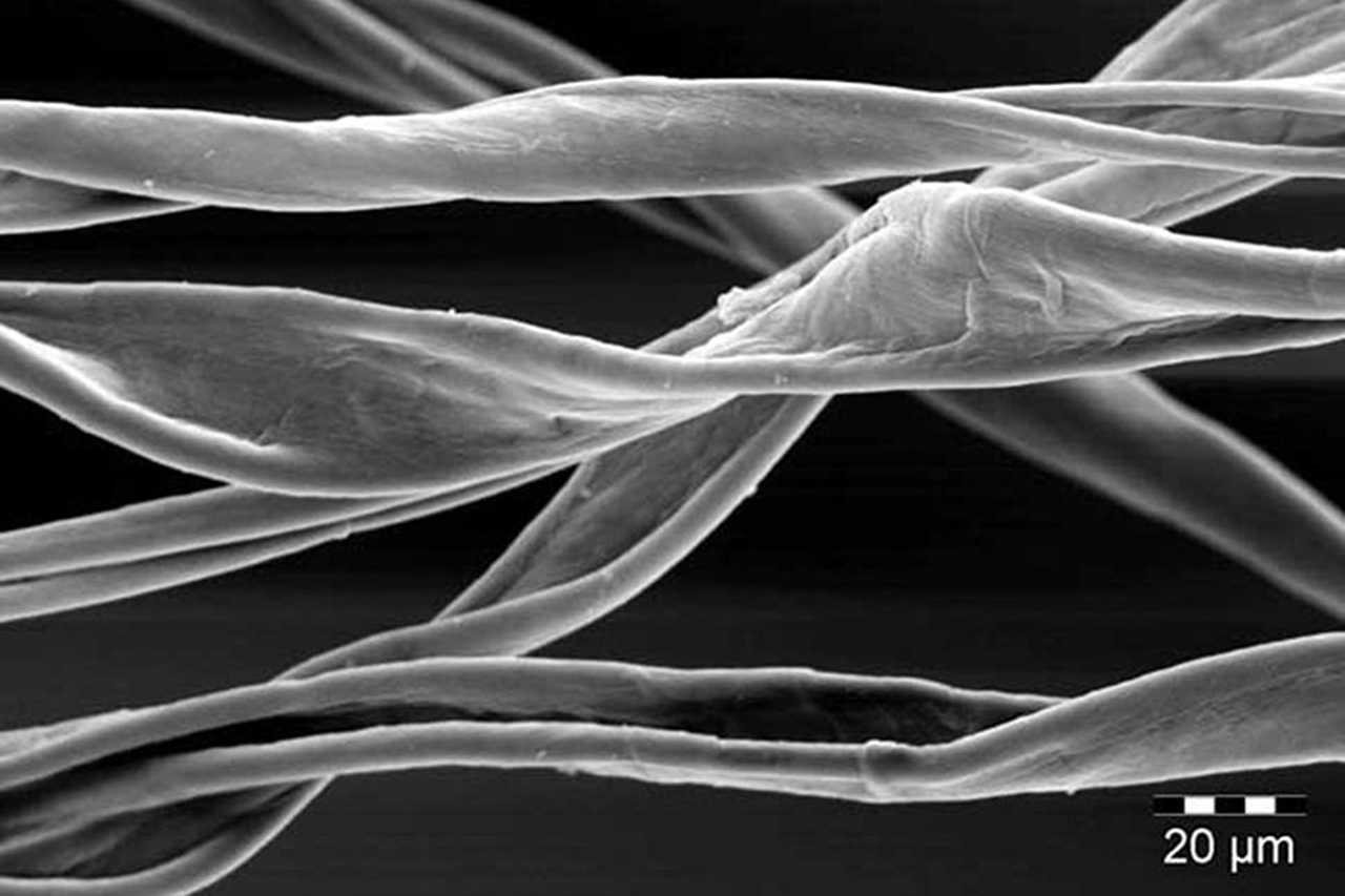 Cotton fibers under a microscope