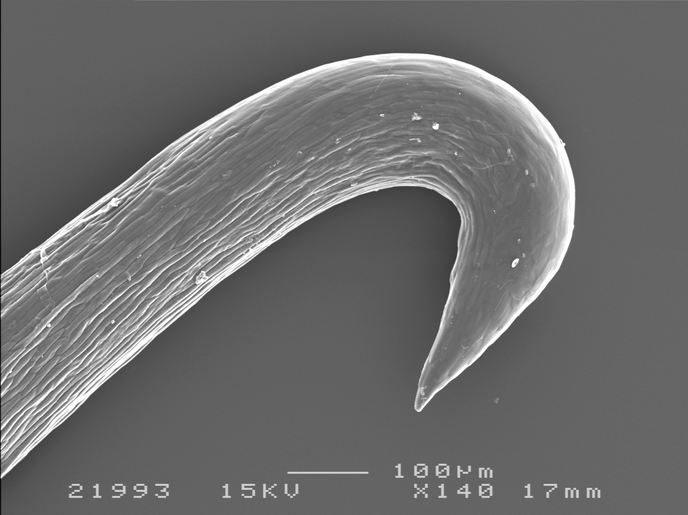 The burdock seed hook under a microscope