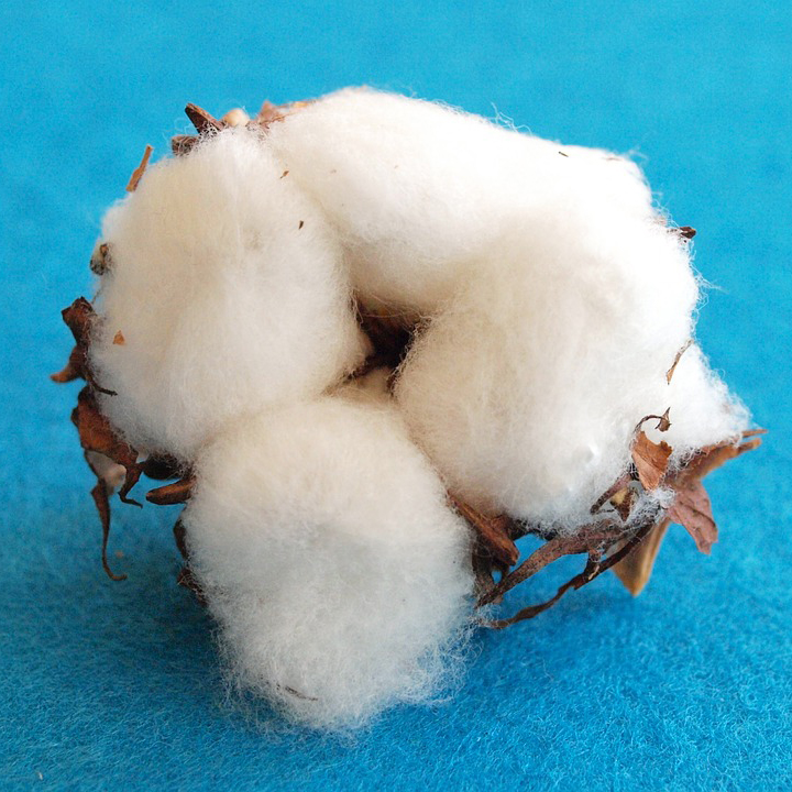 Cotton seed.