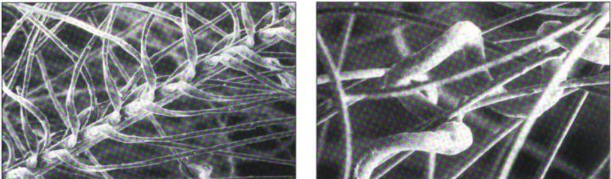 Scanning electron microscope images of down (left) and PrimaLoft (right).