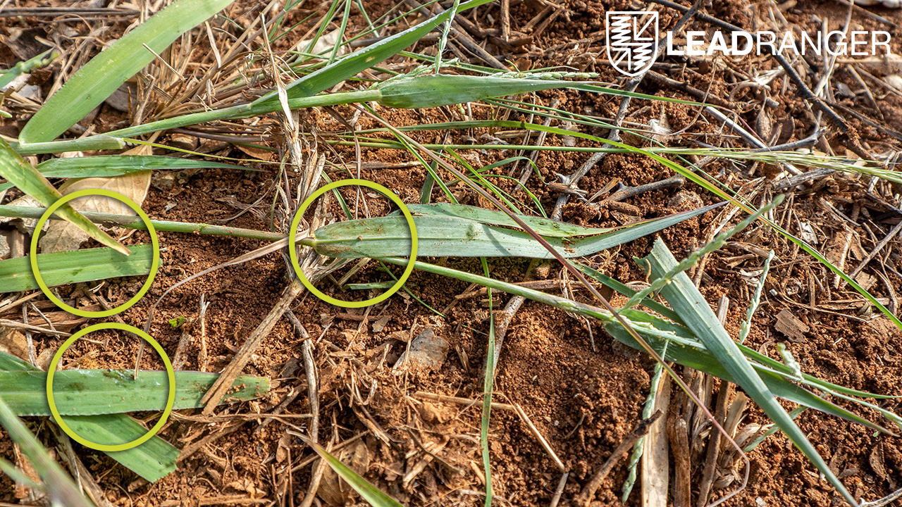 Übertragung von Sand auf das Gras und Druckstellen an den Grashalmen