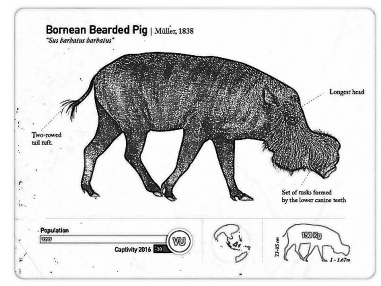 Borneo-Bartschwein