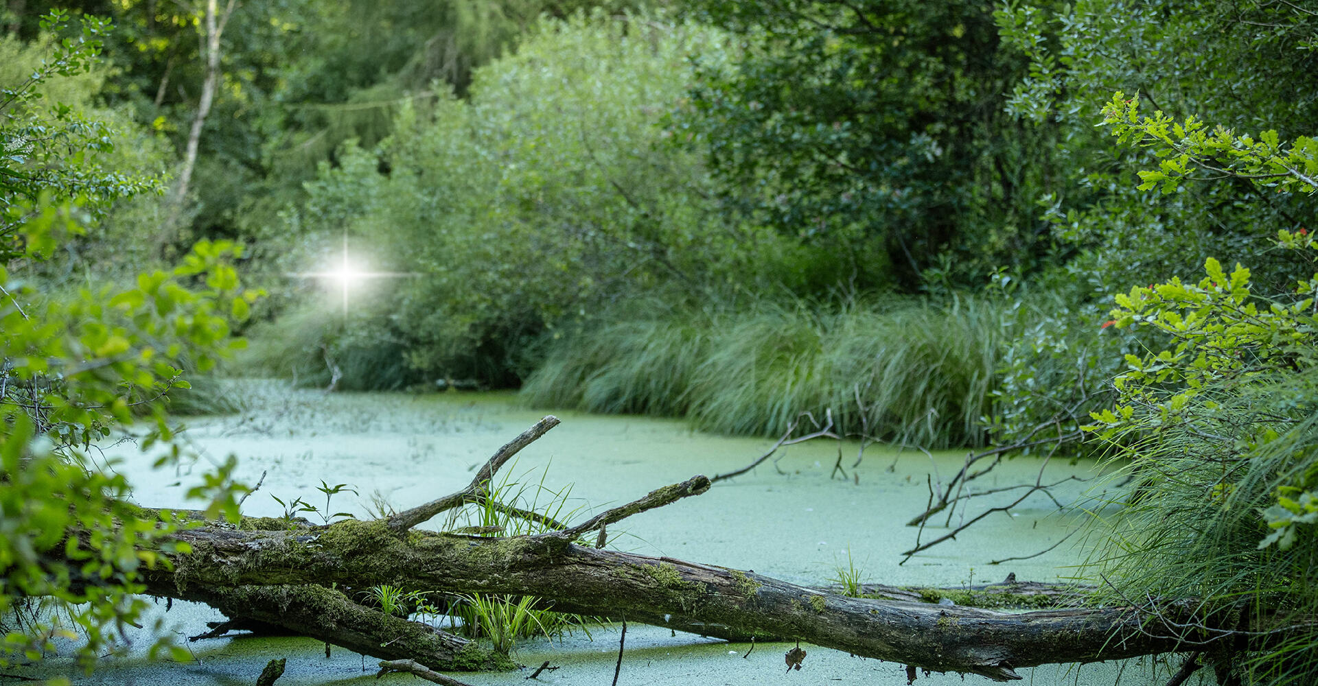 Light reflecting off an object in the middle of a dense forest.