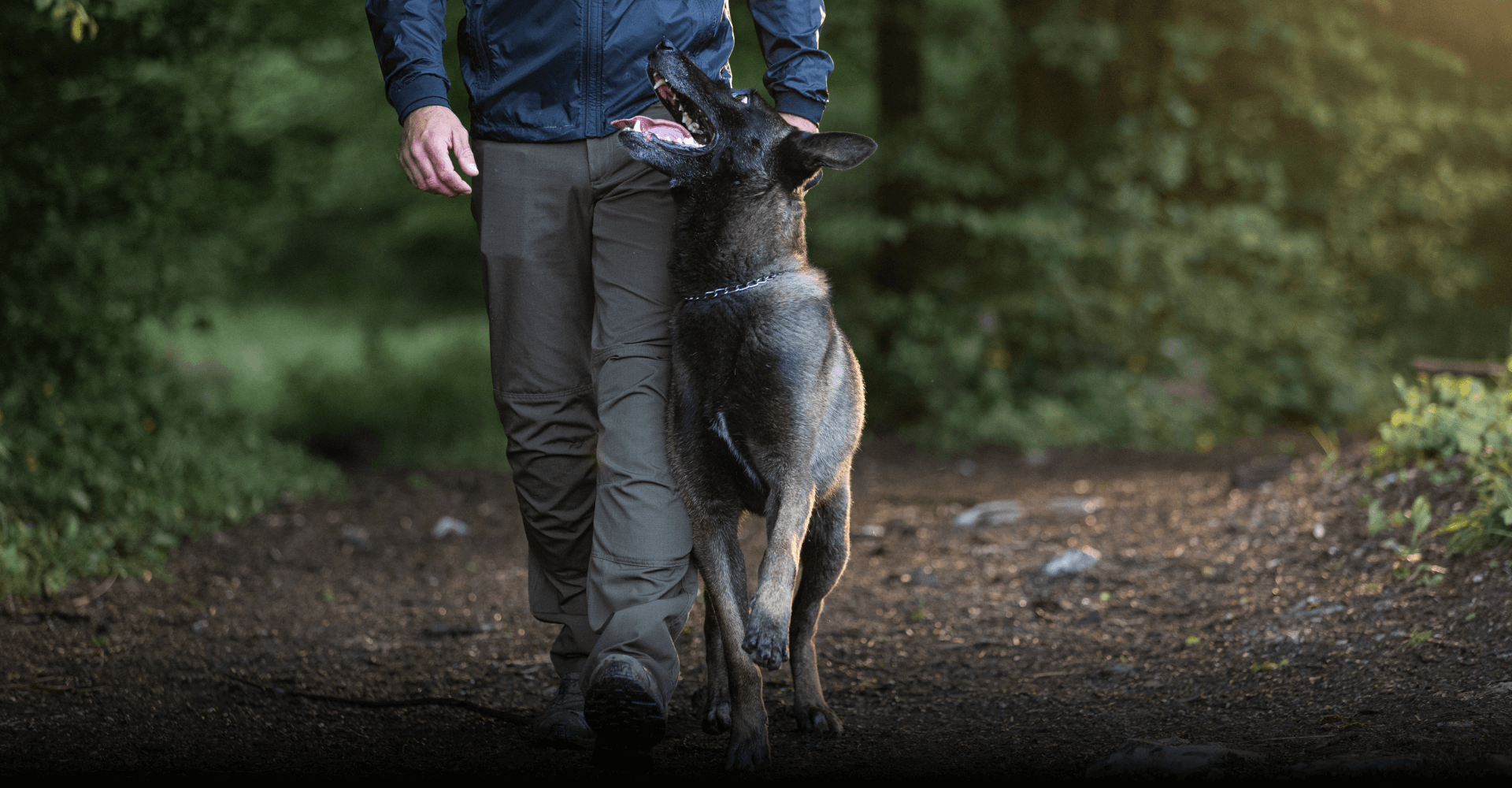 Pes hodi tesno poleg svojega vodnika na sprehodu v gozdu. 