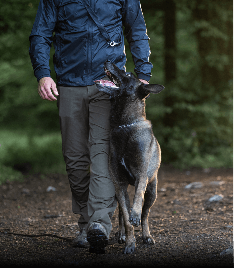 Pes hodi tesno poleg svojega vodnika na sprehodu v gozdu. 